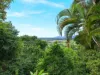 81-83 Fig Tree Drive, Caravonica, Qld 4878-Image