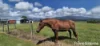 81 Bells Road, Newell, Qld 4873-Image