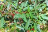 81 Currawong Drive, Howard Springs, NT 0835-Image