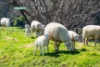 810 Osbornes Flat Road, Allans Flat, Vic 3691-Image