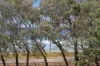 83 Pacific Boulevard, Buddina QLD 4575-Image