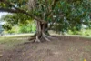83 River Road, Bridgetown WA 6255-Image
