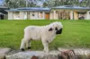 83 Rose Farm Lane, Logan Village, Qld 4207-Image