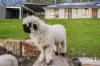 83 Rose Farm Lane, Logan Village, Qld 4207-Image