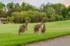 8396 Magnolia Dr East, Hope Island, Qld 4212-Image
