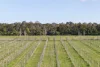 84 Carlsruhe Central Road, Kyneton, Vic 3444-Image