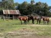 84 Duckholes Road, Romsey, Vic 3434-Image