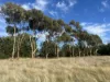 84 Duckholes Road, Romsey, Vic 3434-Image