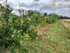 84 Gordon Earl Drive, Millstream, Qld 4888-Image
