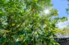 84 Xavier Herbert Drive, Redlynch, Qld 4870-Image
