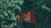 85 Camphor Road, Pinbarren, Qld 4568-Image