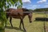 85 Mount Tarampa Road, Mount Tarampa, Qld 4311-Image