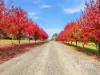 85 Saviges Road, Yallourn North, Vic 3825-Image