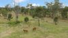 856 Esk Crows Nest Road, Biarra QLD 4313-Image