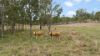 856 Esk Crows Nest Road, Biarra QLD 4313-Image