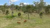 856 Esk Crows Nest Road, Biarra QLD 4313-Image