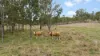 856 Esk Crows Nest Road, Biarra QLD 4313-Image