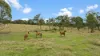 856 Esk Crows Nest Road, Biarra QLD 4313-Image