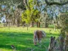 856 Koroit-Woolsthorpe Road, Woolsthorpe, Vic 3276-Image