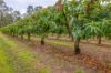 86 Simpsons Road, Bullyard QLD 4671-Image