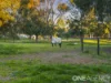 87 Honniball Drive, Tocumwal, NSW 2714-Image