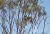 87 Marks Landing, Swan Reach, SA 5354-Image