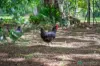 87 Thompson Road, Beerwah, Qld 4519-Image