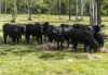 870 Esk Hampton Rd, Redbank Creek, Qld 4312-Image