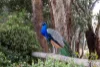 875 Arthurs Creek Road, Arthurs Creek, Vic 3099-Image