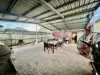 88 Beale Street, Oakey, Qld 4401-Image