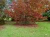 885 Forge Creek Road, Forge Creek, Vic 3875-Image