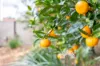 89 Balstrup Road South, Kallangur, Qld 4503-Image