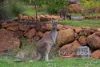 895 Martin Road, Mundaring, WA 6073-Image
