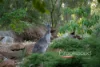 895 Martin Road, Mundaring, WA 6073-Image
