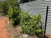 9-11 Tarcoola Street, Pooncarie, NSW 2648-Image