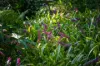 9 -11 Thone Street, Comboyne, NSW 2429-Image