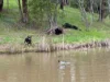 9 Cameron Close, Buxton VIC 3711-Image