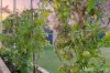 9 Campsbourne Street, Balcatta, WA 6021-Image