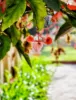 9 Cann Close, Felixstow, SA 5070-Image