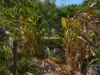 9 Cornish Street, Bundamba, Qld 4304-Image