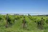 9 Domain Avenue, Curlewis, Vic 3222-Image