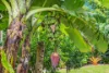 9 Driftwood Close, Jubilee Pocket, Qld 4802-Image
