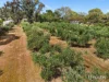 9 Erina Court, Lewiston, SA 5501-Image