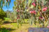 9 Greystones Road, Bridgetown, WA 6255-Image