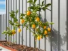 9 Kastoria Court, Granton, Tas 7030-Image