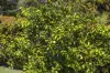 9 Lilly Pilly Lane, Dulong, Qld 4560-Image