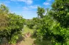 9 Lorna Street, Spalding, SA 5454-Image