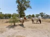 9 Rosalind Court, Regency Downs, Qld 4341-Image