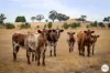 9 Stag Road, Allendale, Vic 3364-Image