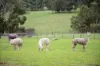 9 Summit Road, Meadows, SA 5201-Image